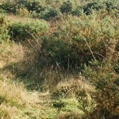 Homeward Bound (Simon & Garfunkel Cover)