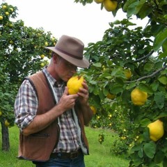 Quitte // Züri West