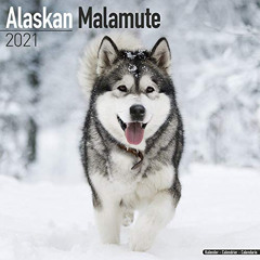 [Access] PDF ✓ Alaskan Malamute Calendar - Dog Breed Calendars - 2020 - 2021 wall cal