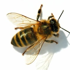 Bee / Albina