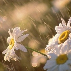 Rainy Summer Days