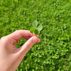 4leaf clover on my leaf