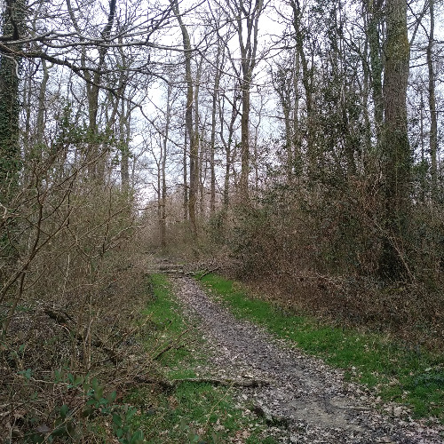 Bois de la Barthe, un 13 mars 2025, quatre ambiances