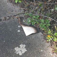 Metalic Trap: V6.8.5 (unfinished)