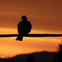 Mujeres Pájaros Al Amanecer