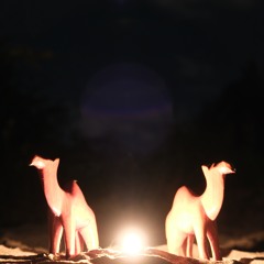 Between Two Camels Under The Night Sky