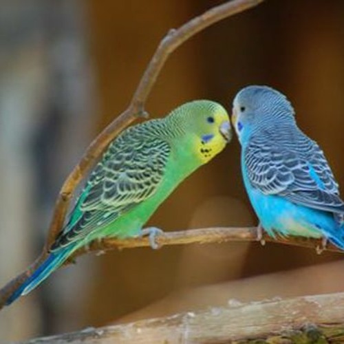 Chia sẻ cách nuôi chim Yến Phụng làm đẹp cho ngôi nhà | Pet Mart