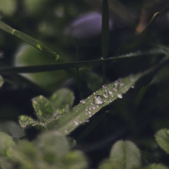 Mix - Nicola&Chancha Electro-Organic Music