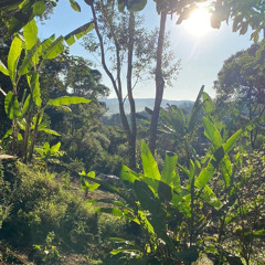 10 - Força da Floresta