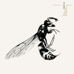 The Last Symphony / Magnolia (feat. Miguel Atwood-Ferguson)