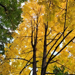 Leuchtende Herbstbäume im Sonnenschein - Luminous autumn trees in the sunshine