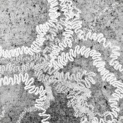 Symbiosis 001