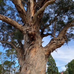 Eucalyptus Globulus