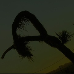 Like a Wolf