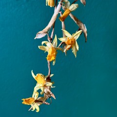 SBKT069: Nahash - Fleurs Mortes