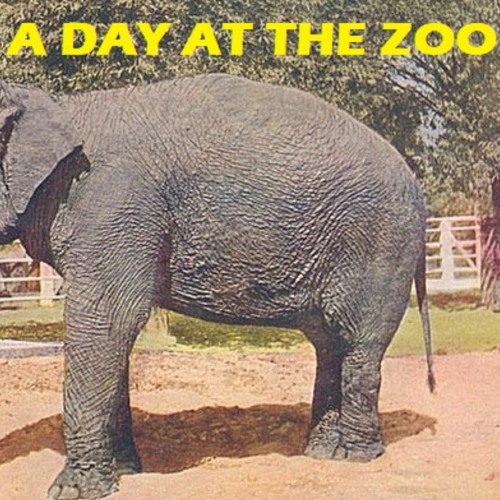 A Day at the Zoo
