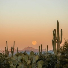 Postcards To Afrikaburn 2024 (Mixtape)