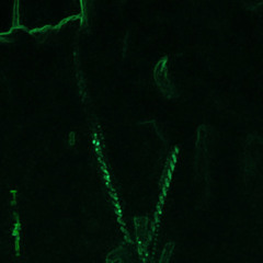 beeper (p.lil fye .m4a