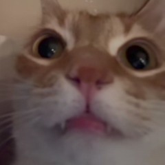 Моя мелодия (slowed+hardstyle)