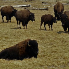 Bisons