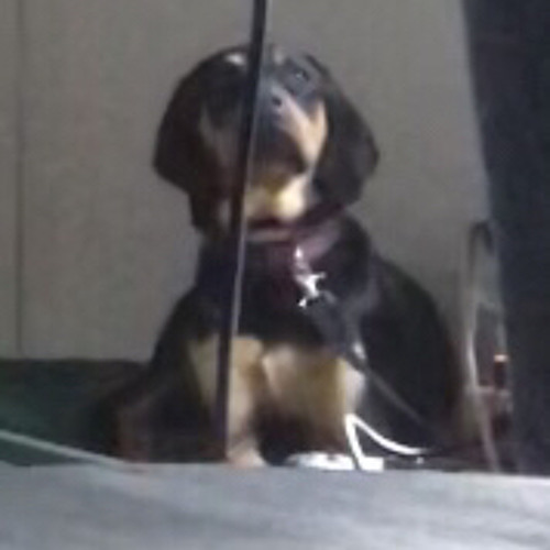 It Was All Foretold: A Tail Of Dog Torture