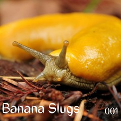 Banana Slugs