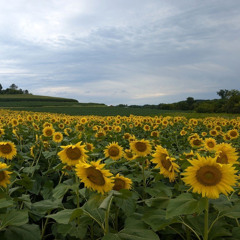 Sunflower Production in Wisconsin