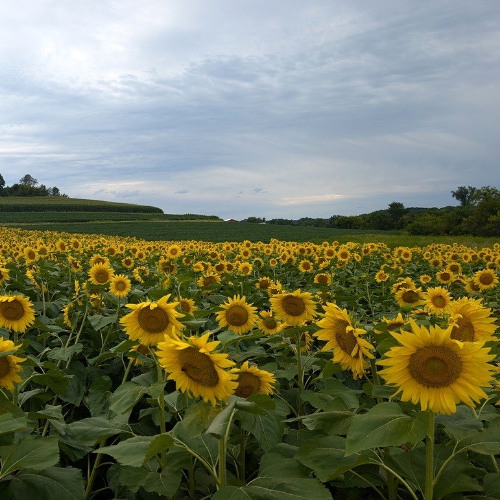 Sunflower Production in Wisconsin