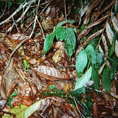 Evening, Jungle, near Bello Horizonte, Peru [Aug.23]