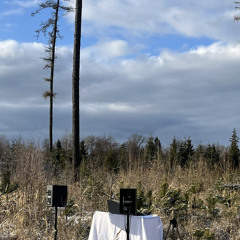 Ameo in the forest - 005 (dubstep)