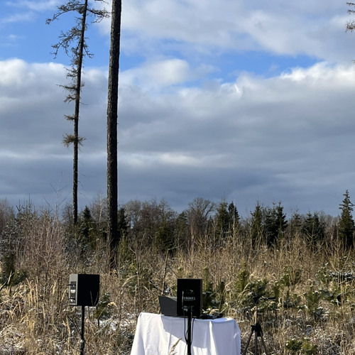 Ameo in the forest - 005 (dubstep)