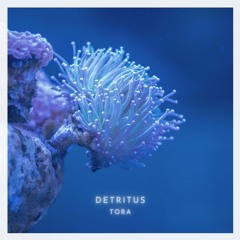 DETRITUS
