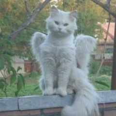 offyounglipe - Ghost face