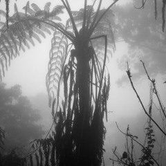 Jrumhand & Poschek - Tropical Green