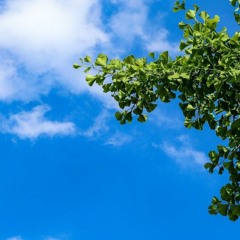 ﴿وما وجدنا لأكثرهم من عهد وإن وجدنا أكثرهم لفاسقين﴾