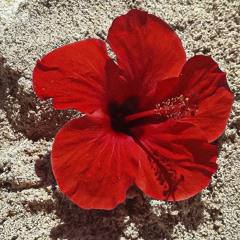 ahkfulact composed by Linus Olter & Kimo Ittu