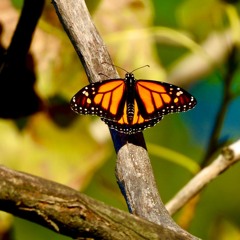 Ecology: Sound Studies of Our Home