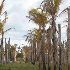 Amarelocimento letal do coqueiro -Sulemane Pompilio