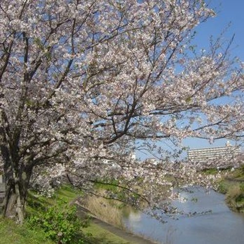 春に流れて the spring song