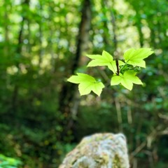 Module 1: 5 Min Grounding Meditation to Rest in Awareness