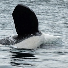 J Pod at Lime Kiln, May 27, 2024