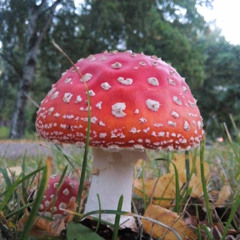 Trippi Egyptiin (feat. Pyhimys, Mikko Myers & Asa)