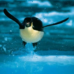 Tache Arktis