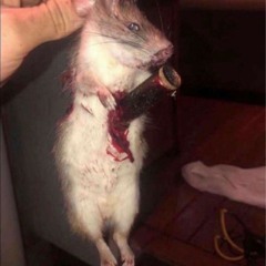 Bong Rat  WOES X BANG1