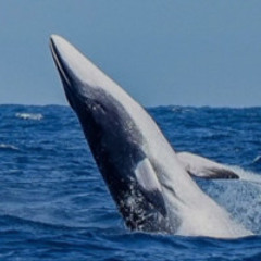 Whales