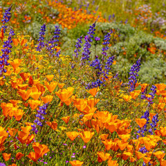 Wildflower by Billie Eilish (cover)