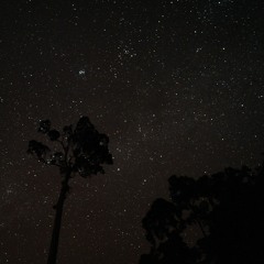 Borneo Rainforest - Calm Night Ambience