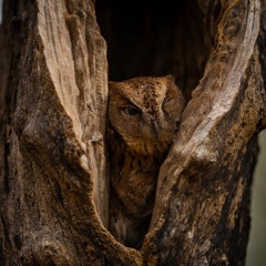 African Scops Owl In The Savanna