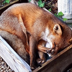 Fox in the box Ft. december Prod.Bw (demo)