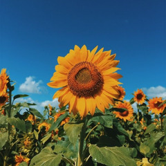 As Bright As A Sunflower